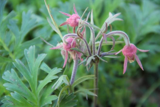 Prairie smoke (Geum triflorum) showing five dark pink outer petals covering five white inner ones.