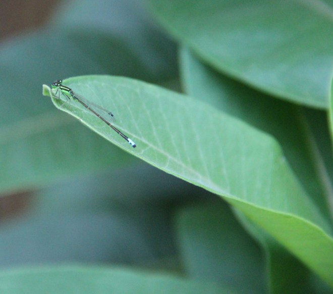 A thread-slender eastern forktail (Ishnura verticalis) damsel fly.