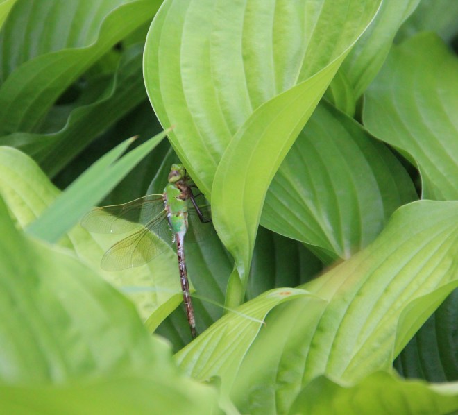A common green darner (Anax junius) is one of the largest dragonflies.