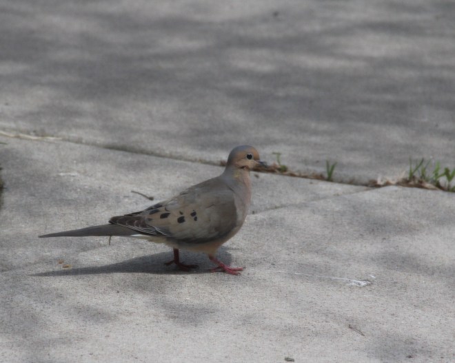 Mourning doves are warm buff to soft gray in color with black speckles on the wings.