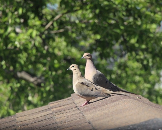 A mated pair of doves rest on the roof in the late afternoon sun.