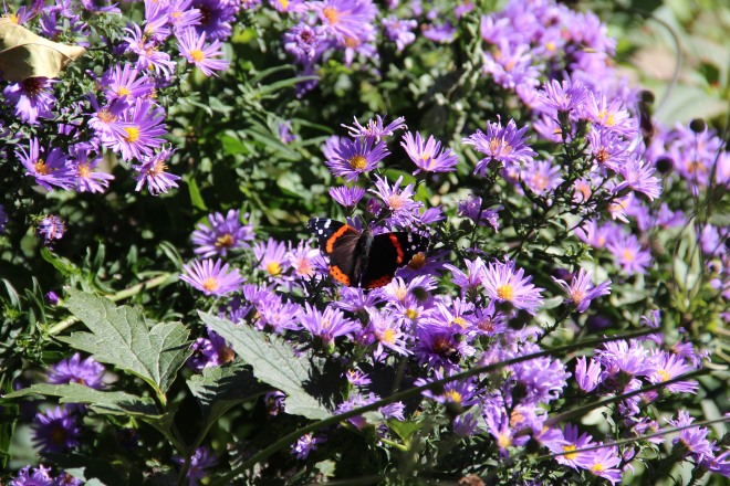 A red admiral (Vanessa atalanta) sips nectar from New England asters (Symphotrichum novae-anglica).
