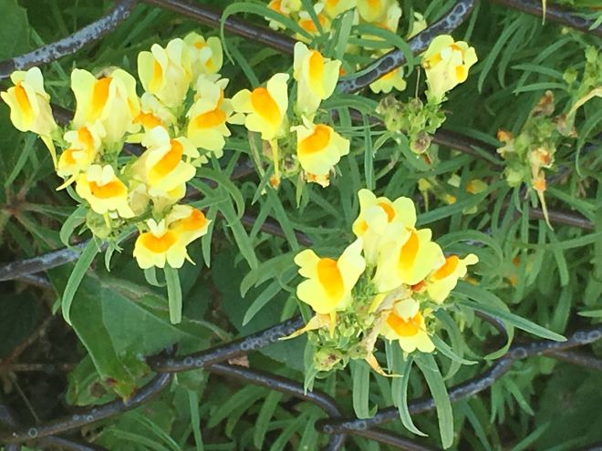 Butter and eggs, or common toadflax (Linaria vulgaris Mill) was introduced by European settlers in the 1800s. Unfortunately, its bright flowers are considered invasive.