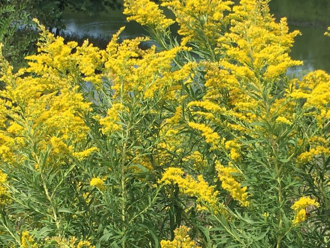 Plumes of Canada goldenrod (Solidago canadensis) surround a pond.