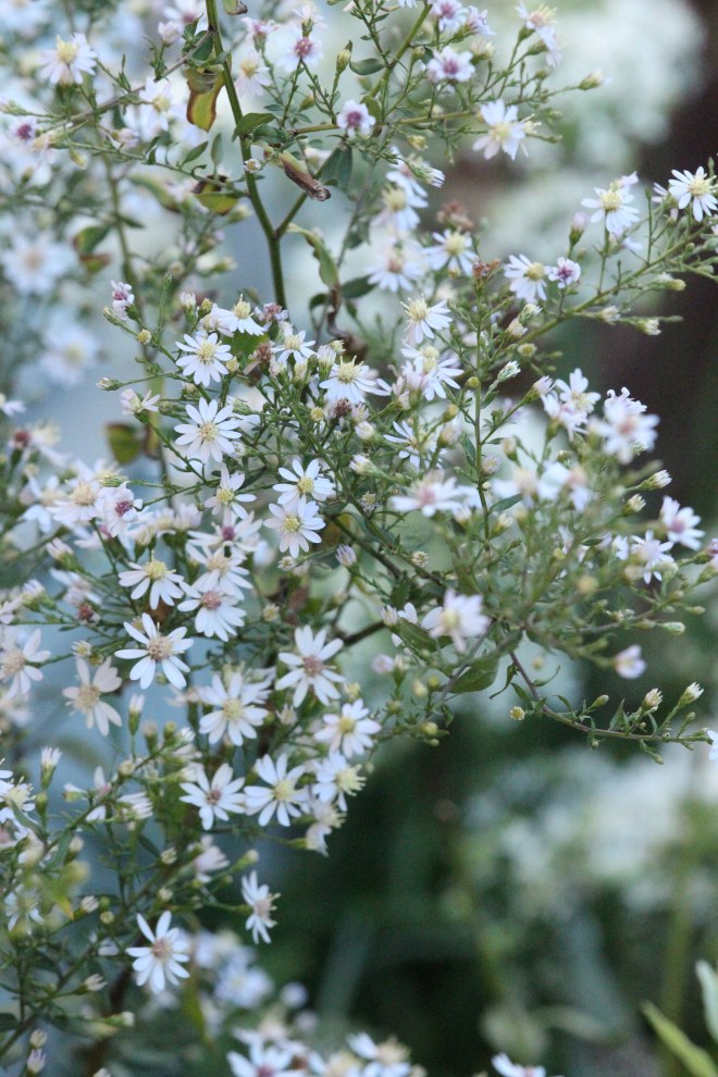 Native heath asters (Symphotrichum ericoides) are at their peak bloom now.