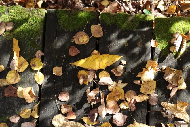 Aspen leaves and moss decorate a walkway at our cabin.