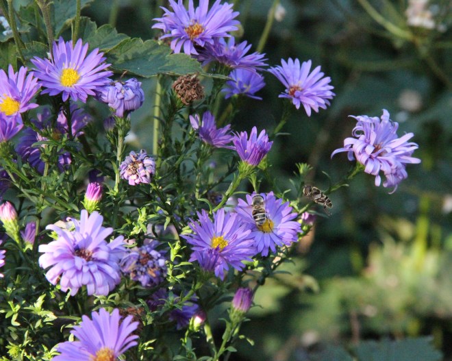 Asters (Symphyotrichum novi-begii) provide nectar to these hoverflies and many other autumn insects.