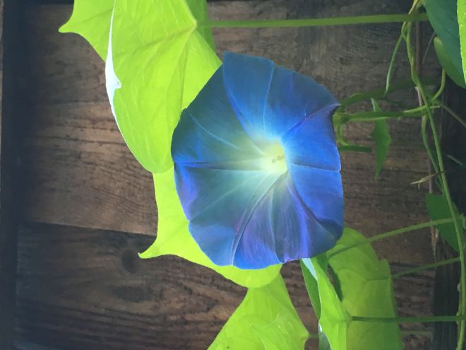Sky blue morning glories continue to bloom in October.