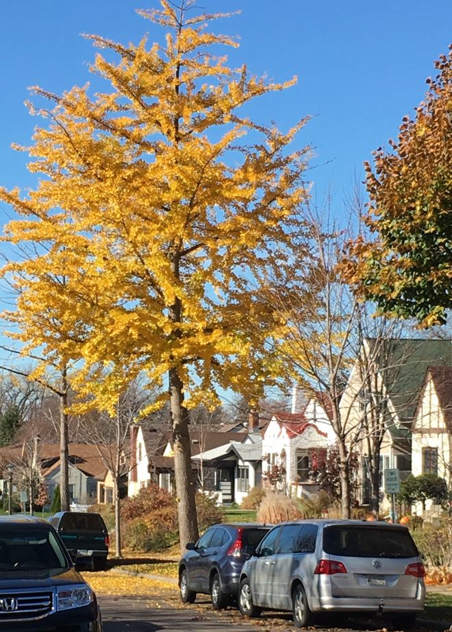 Pollution and disease-resistant ginkgo trees are planted as boulevard trees in St. Paul, MN.