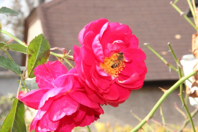 A honey bee visits a 'Henry Kelsey' rose in early November.