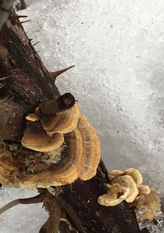 Bracket or shelf fungus, with their striations, remind me of freshwater clam shells.