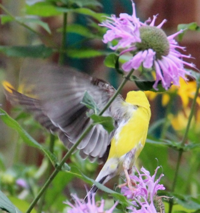 An American goldfinch spreads its wings in the bee balm patch.