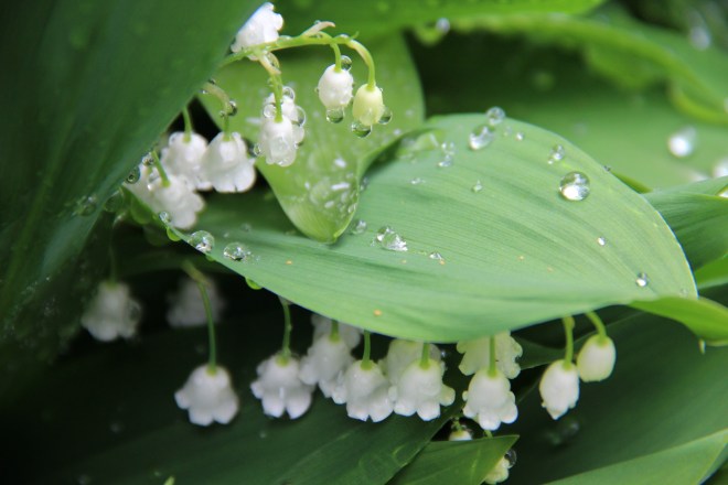 Lily of the valley(Convallaria majalis) is native to Northern Europe and Asia.