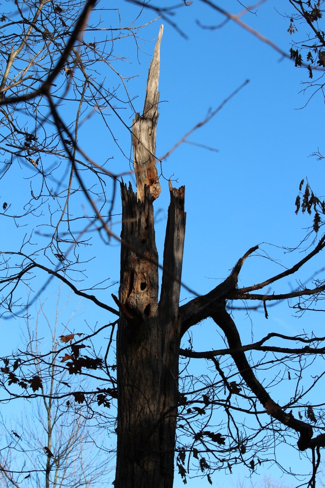 A weathered old northern red oak (still living) has been a home to many birds and other animals.