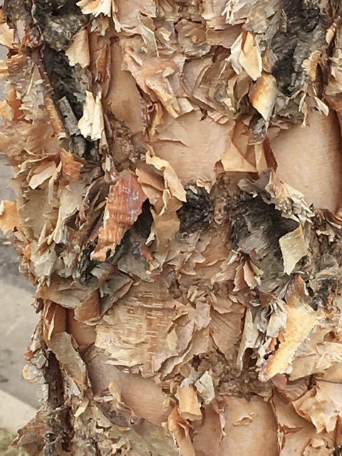 The bark of river birch (Betula nigra) is multicolored and has a shredded texture.