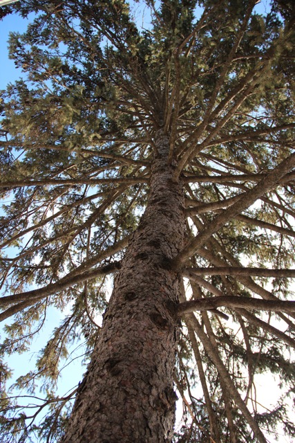 White spruce (Picea glauca) and other evergreens shelter many creatures.