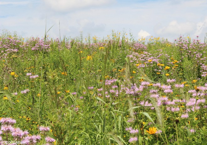 A Ribbon of Native Prairie – Nature, Garden, Life